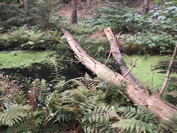 Natur in Brandenburg · Fluss